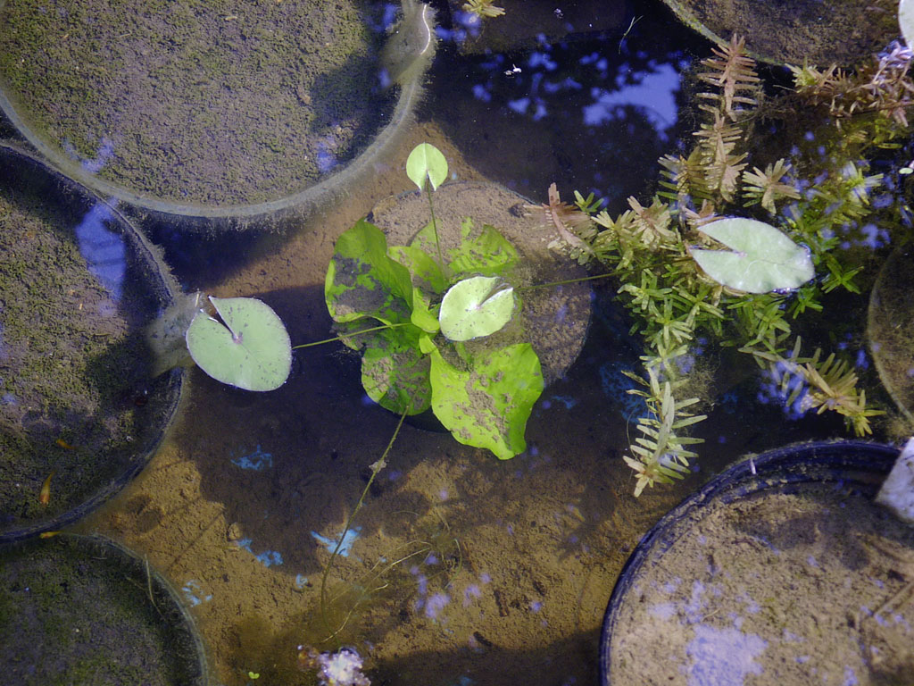 Nymphaea minuta July 21 06 Image009